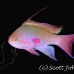 anthias_scalefin_et_beqa_h_0061_fij0400.jpg